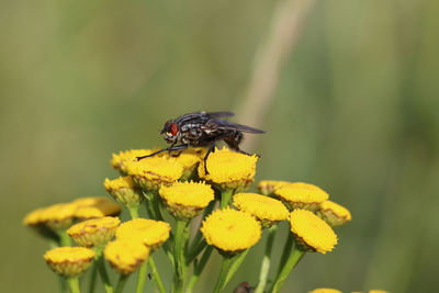 Close-up of insect on yellow flower