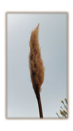 Close-up of wilted plant against white background