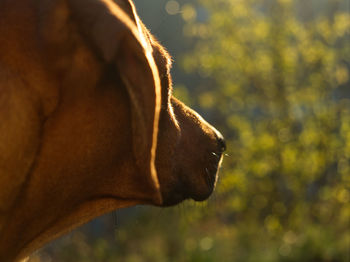 Close-up of a dog