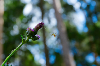 Close-up of insect on purple flowering plant
