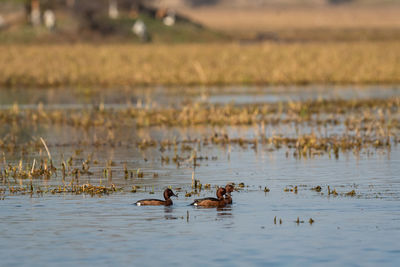 Ducks swimming in lake