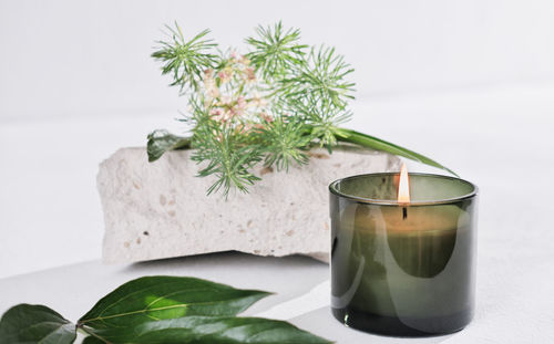 Close-up of potted plant on table