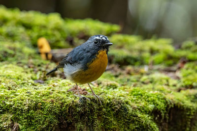 Close-up of bird perching on plant