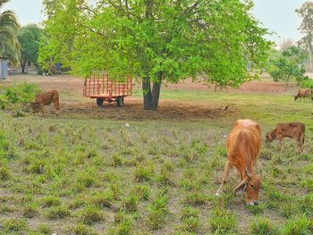Cows in a field