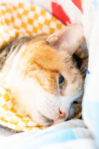 Close-up of a cat resting on bed