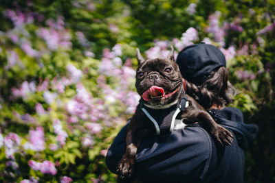 Man with french bulldog dog against lilac flowers 