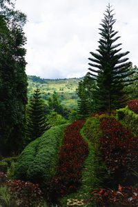 Scenic view of trees on field against sky