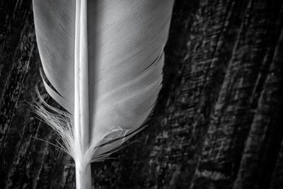 Close-up of tree trunk