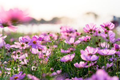 Close-up of pink flowering plants on field