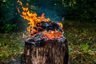 Bonfire on wooden log in forest