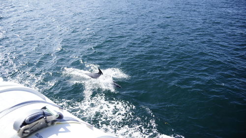 High angle view of horse in sea