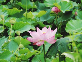 Close-up of pink water lily