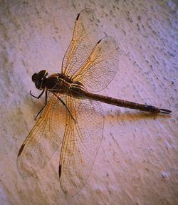 Close-up of dragonfly on wood