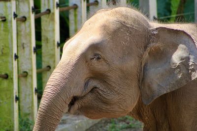 Baby elephant in sabah