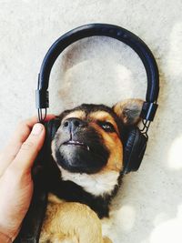 Close-up of person holding dog