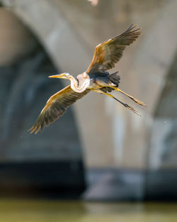 Imperial heron in flight landing at its perch on the river