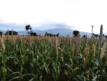 Plants growing on field against sky