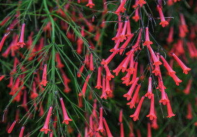 Close-up of red flowering plants