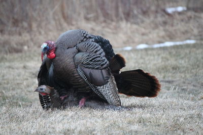 Close-up of birds mating on field