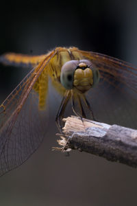 Close-up of dragonfly on branch