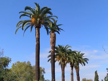 Palm trees against blue sky