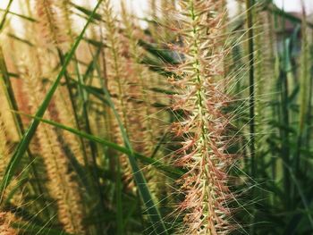 Full frame shot of fresh plants on field