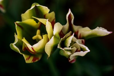 Close-up of succulent plant