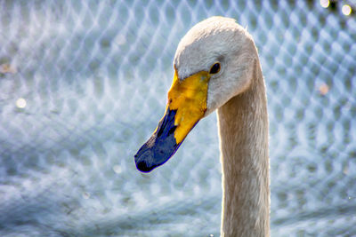 Close-up of duck swimming in lake