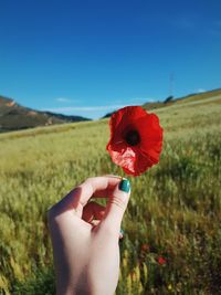 Close-up of hand holding red poppy flower against sky