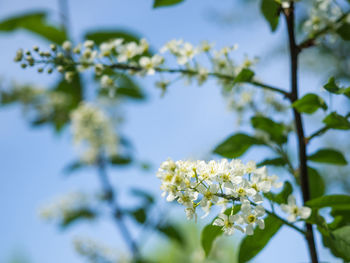 Close-up of white cherry blossom tree