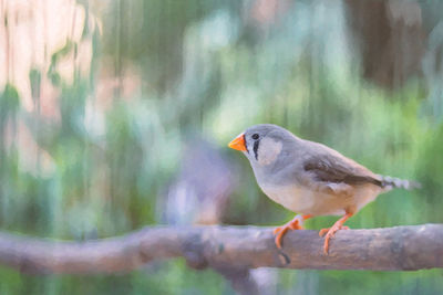 Close-up of bird perching on branch