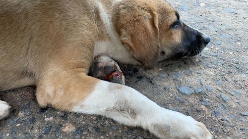 Close-up of a dog resting