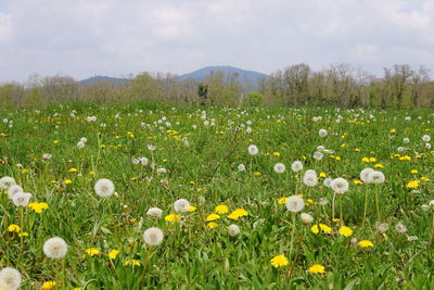 Close-up of fresh white flowers on field against sky