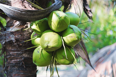 Close-up of fruits growing on tree