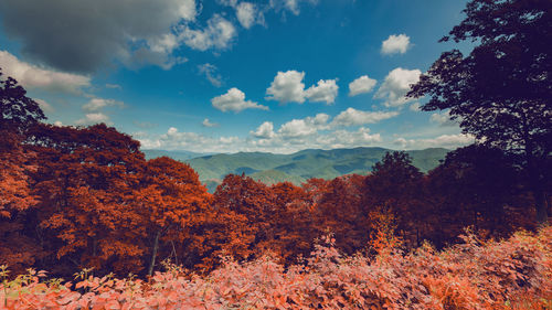 Trees on landscape against sky during autumn