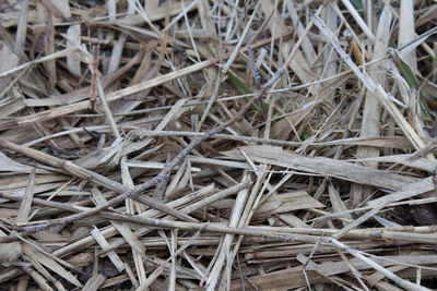 Full frame shot of lizard