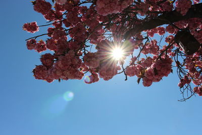 Low angle view of cherry tree against blue sky