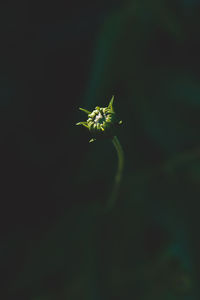 Close-up of flowering plant against blurred background