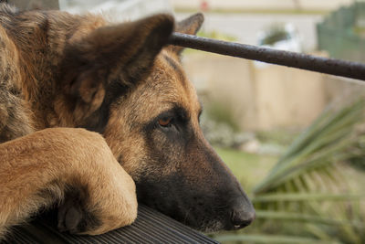 Close-up of dog