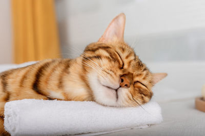 Funny bengal cat lies on a massage table in the spa. close-up.