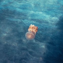 Close-up of jellyfish swimming in sea