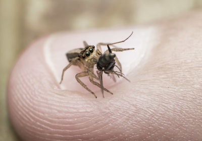 Jumping spider that just captured its prey