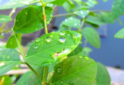 Close-up of raindrops on leaves