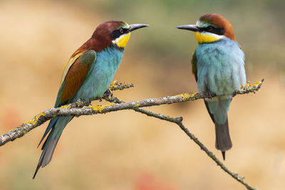 European bee-eater, merops apiaster, two individuals perched on a branch against an unfocused background.