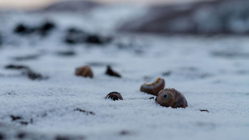 Close-up of crab on snow