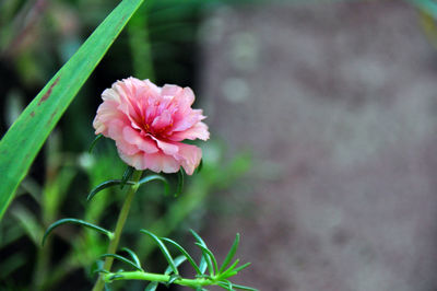 Close-up of pink flowers