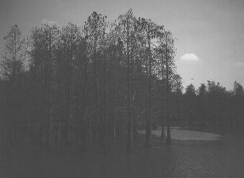 Trees by lake in forest against sky