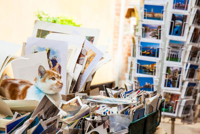 Beautiful cat at the entrance of the famous acqua alta library in venice