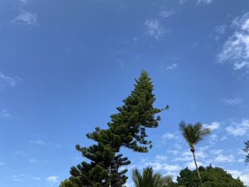 Low angle view of tree against blue sky