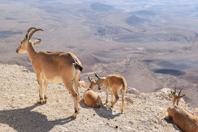 Goats standing on field during sunny day